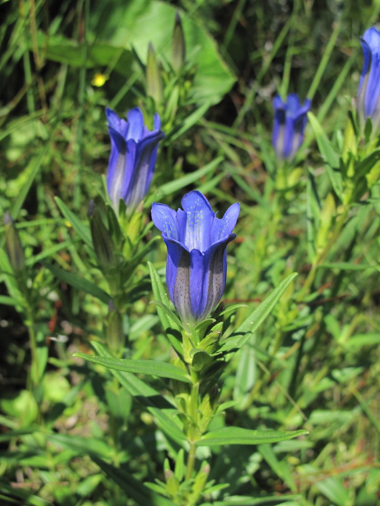 Gentiana pneumonanthe